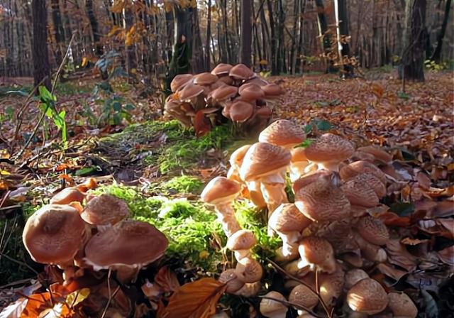 |世界上最大的生物是什么？不是蓝鲸，而是一株蘑菇