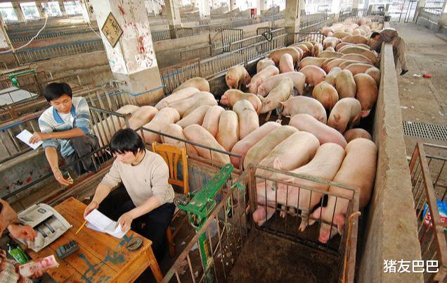 生猪价格|9月3日猪价:连涨不止!24400吨冻肉来袭,猪价上涨“压不住”?