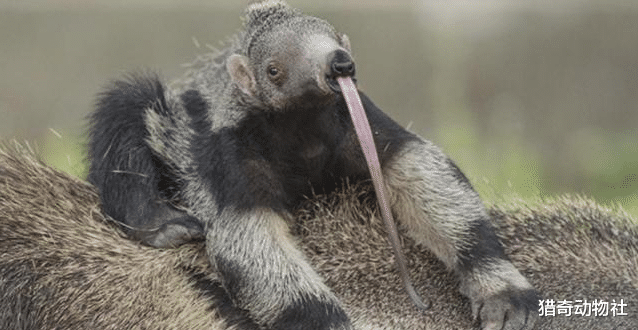 食蚁兽|一群行军蚁能否拿下一只饥饿的食蚁兽？为什么？