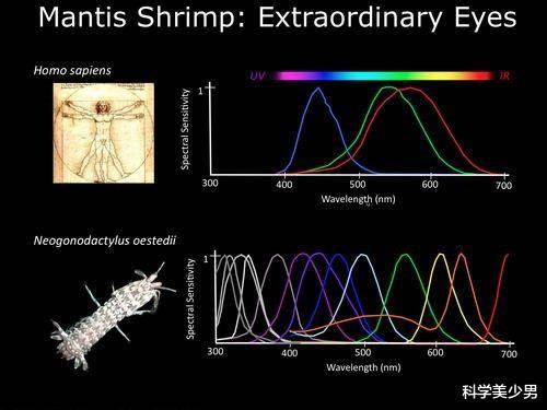 科学家|明明能看到，为什么科学家却睁眼说“粉红色”根本不存在？