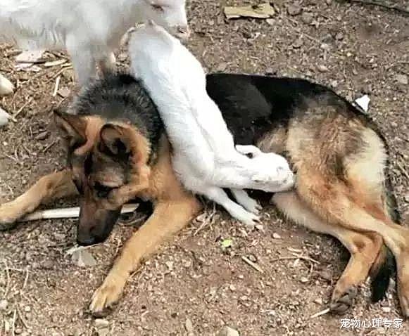 女子带母羊出门，1小时后回来，看到院子里的狗狗有些不知所措了