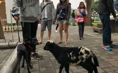 带狗狗出门训练，没想到在看到羊咩的瞬间，它被吓到抱紧主人大腿