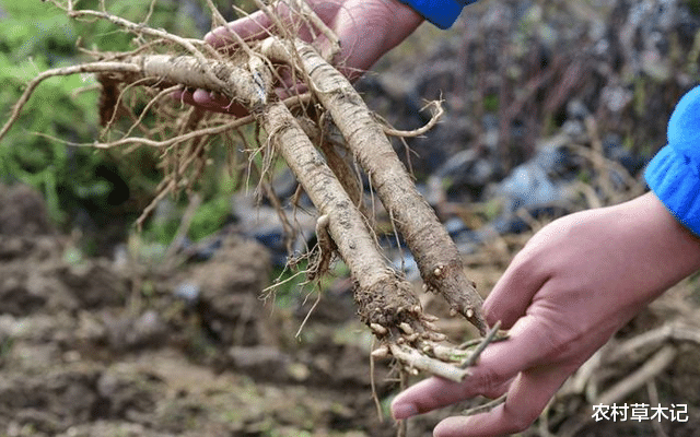 「肝脏」若采挖此物，请适可而止，别过度，野生120元一斤