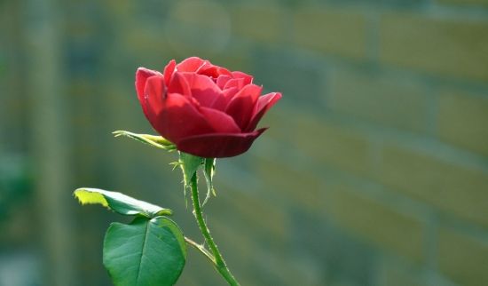 「生肖」算命的说,6月横财天降,亿万财富到家,接住福一生的3生肖