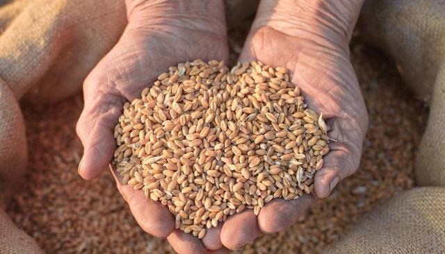 玉米突現“下跌潮”！水稻、小麥價格會受影響嗎？11月6日糧價-圖5