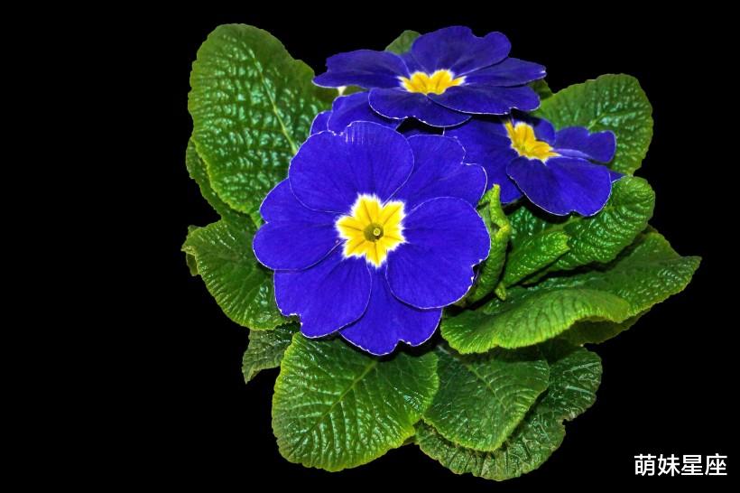 金牛座|爱情走了又回来,旧爱回头,11月,旧情复燃,良缘拆不散的4星座