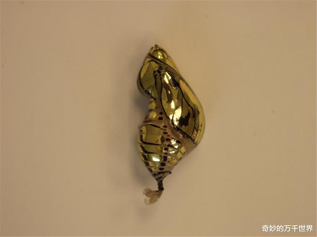 ##乍一看像黄金打造的蝴蝶蛹现身互联网，网友：活着的珠宝！