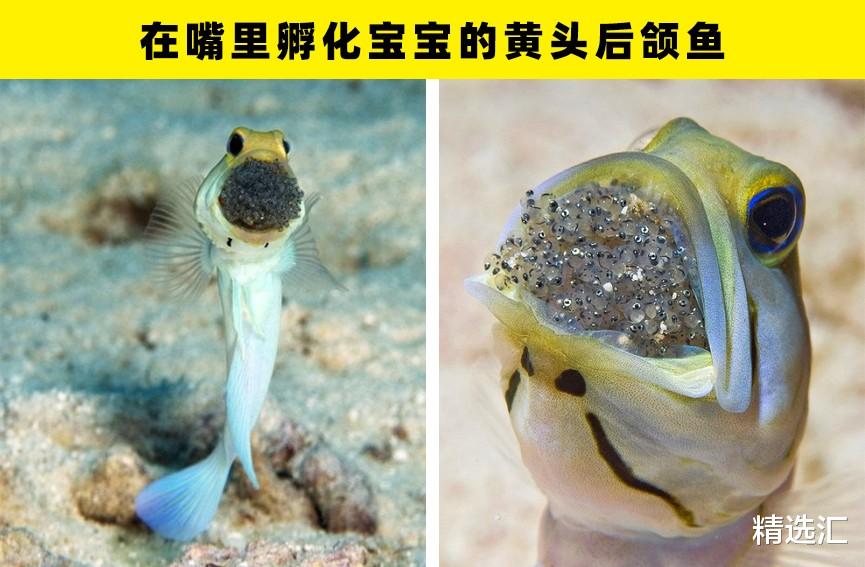 大自然中的5种动物独特的繁殖方式