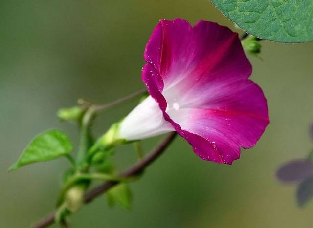 『运势』恭喜!未来7天,前程光明,运势走出低谷,顺心如意的生肖