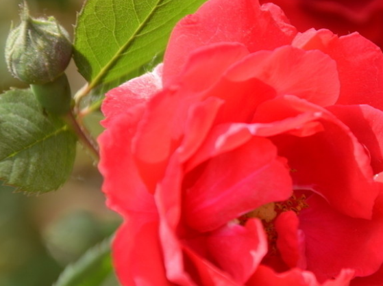 「吉星」未来7天吉星庇佑，4属相有喜事传来，万事大吉，好运延续