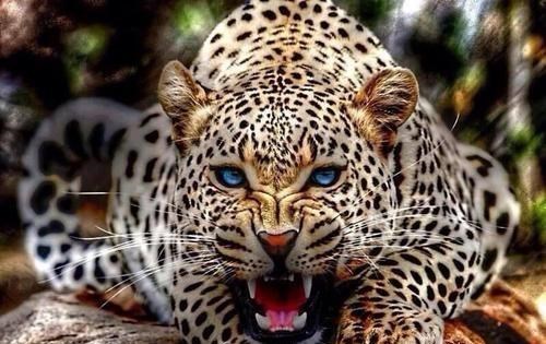 猞猁|猞猁能打过豹子吗？为什么？