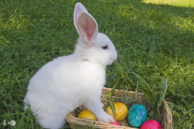 『运势』大金兔：6月开始事业节节高升，运势差不了，日子富贵美滋滋