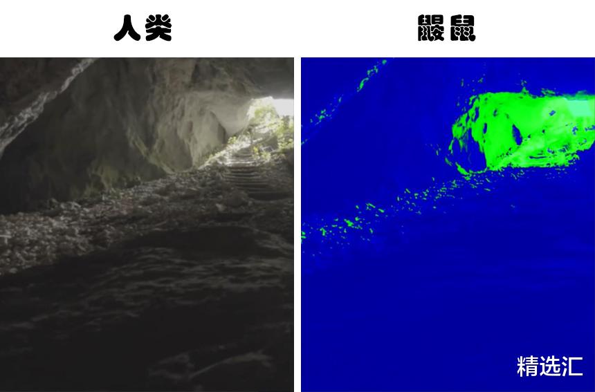 蚊子|动物视角：模拟6种不同的动物眼中所看到的世界