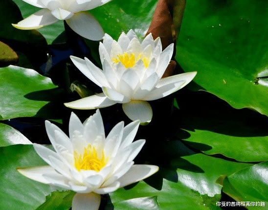 运势：下半年开始，4属相运势逐步好转，紫气东来，万事顺心如意