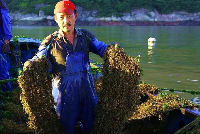 白血病|日本人最爱吃的“长寿菜”，我国盛产却没人吃，营养比牛奶还高！