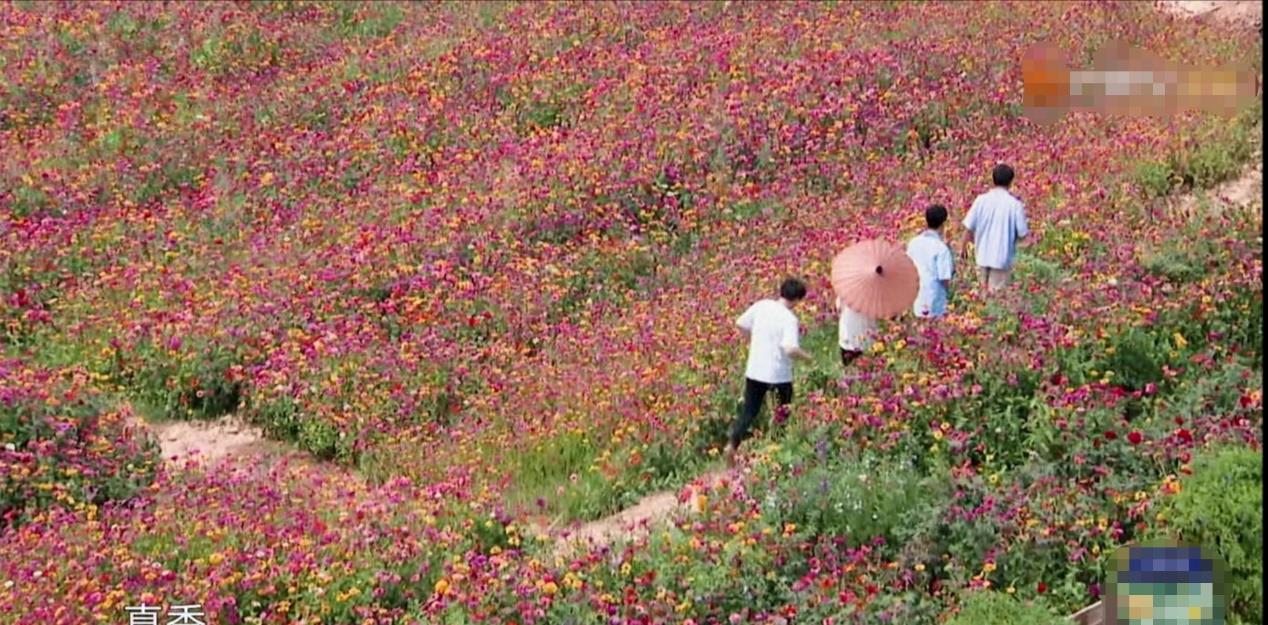 向往的生活：《向往的生活》先导片播出，节目多年来热度不减的原因是……
