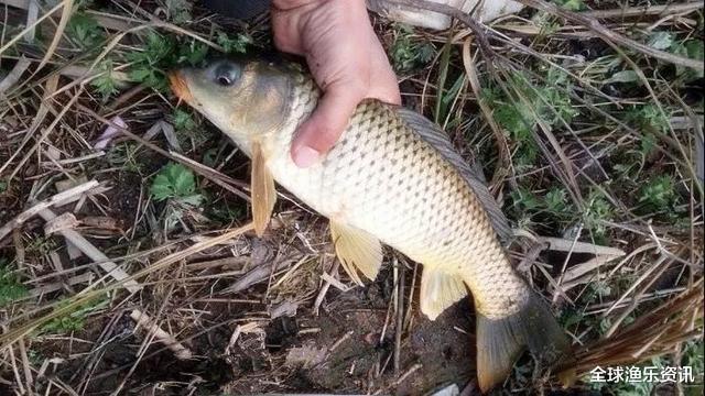 鲫鱼：十年野钓经验后才发现：一旦进入了夏季，这四种鲤鱼最感兴趣