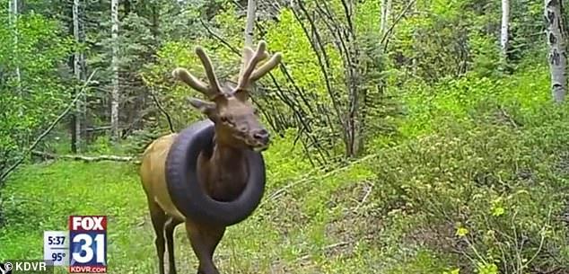 麋鹿|美国麋鹿脖子套轮胎生活1年，行踪不明恐将窒息，政府呼吁寻鹿