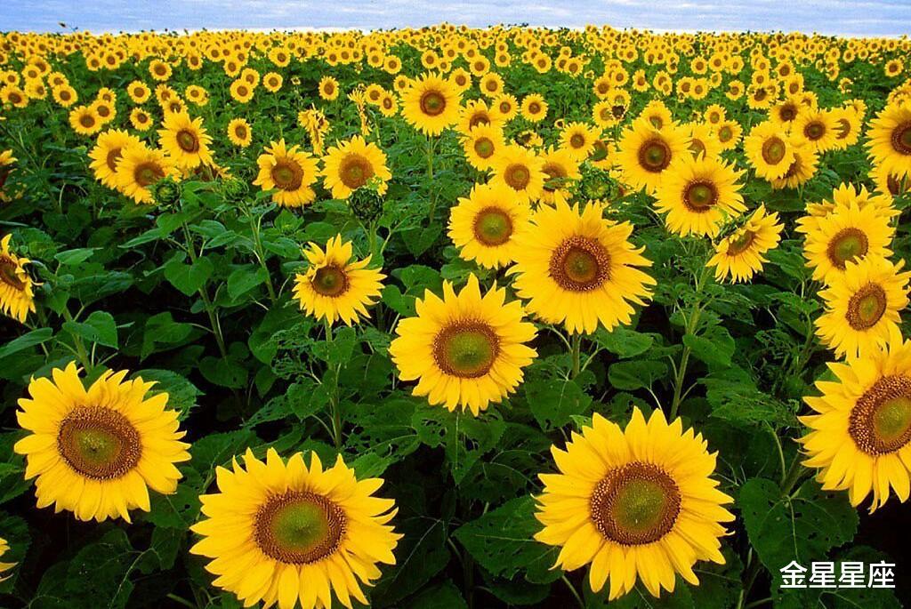 生肖|福星降临,3生肖最近半年强势转运,逢财必发遇事顺,成为人上人