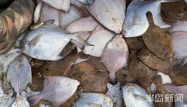 半岛新闻客户端|螃蟹50元、大海螺45元！记者走市场逛码头，青岛最“鲜”海货价格表来了