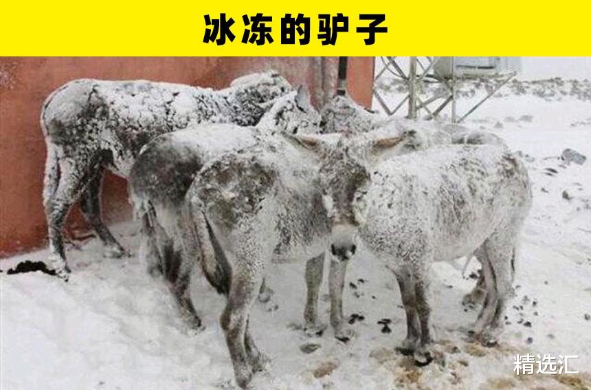 UFO|冰封动物：世界上被发现的8个不幸被冰封的动物