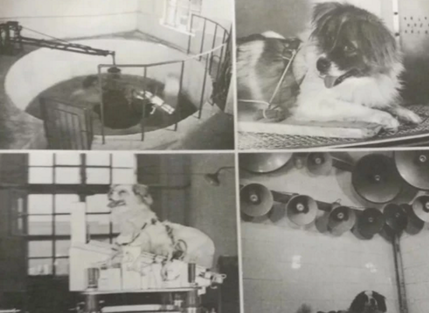 太空|当年我国发射火箭，将两只狗狗英雄送上太空并接回地球，后来如何