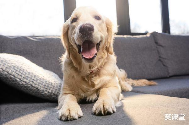 属狗|生肖狗：近期4天将有“痛哭流涕”的大事降临，一切都是命中注定