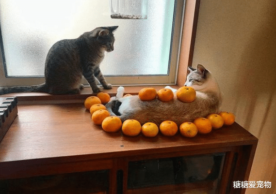 猫咪试图阻止小主人写作业，最后却被她给打败了，猫：谁还不是个宝宝