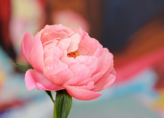 生肖|9月下旬，4属相出门逢喜事，事业风生水起，咸鱼翻身，生活无忧