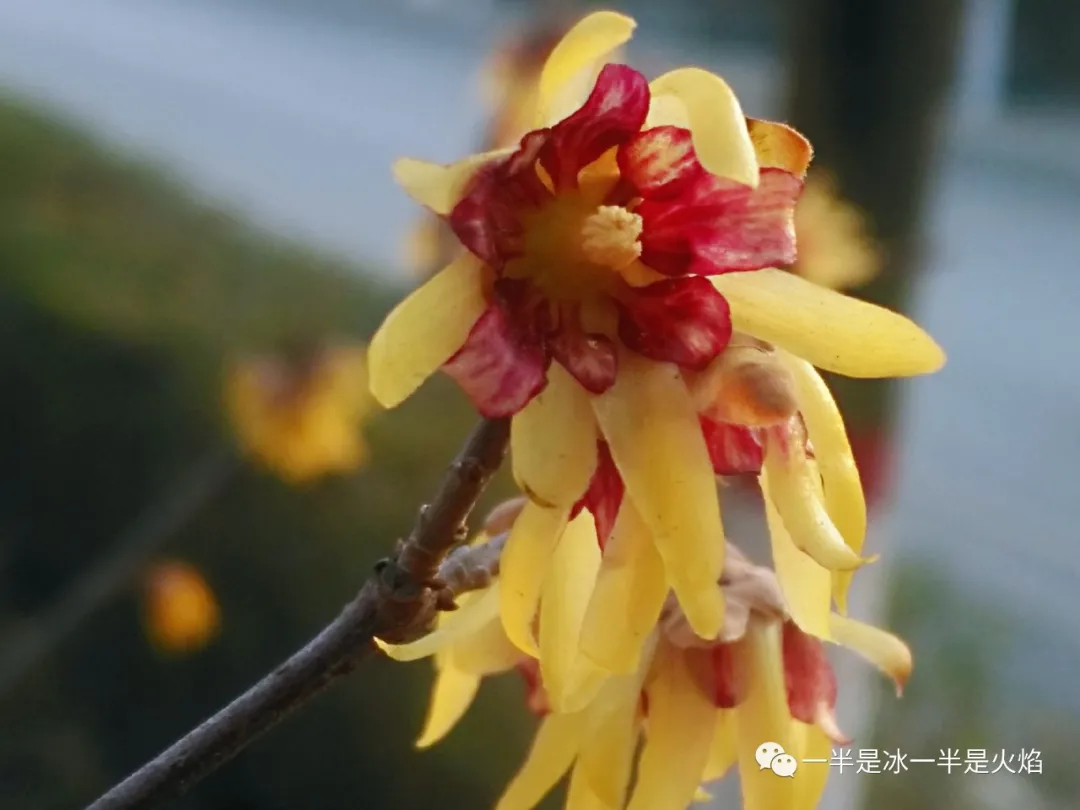 一半是冰一半是火焰 ?小寒访蜡梅：且趁眉间喜色开