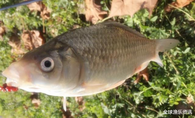 【】四五月钓鱼绝密“饵料”，一天野钓80斤，旁边钓友都闭口了