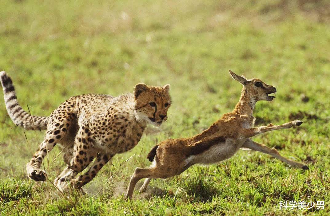 恐龙|为什么食草动物的眼睛在两边，食肉动物的眼睛在前面？