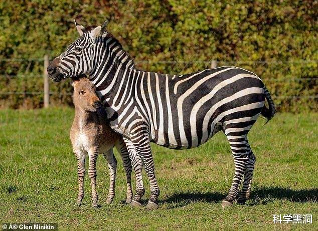 「外星人」史上的至暗时刻，“人猿杂交”后代实验，曾有五名女性志愿者参与