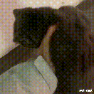 品种猫竟被弃养？蓝猫被丢停车场，弃养原因竟是小毛病