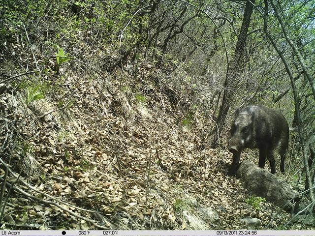 北京日报客户端|北京松山藏着二百多台红外相机！来看都拍到了啥