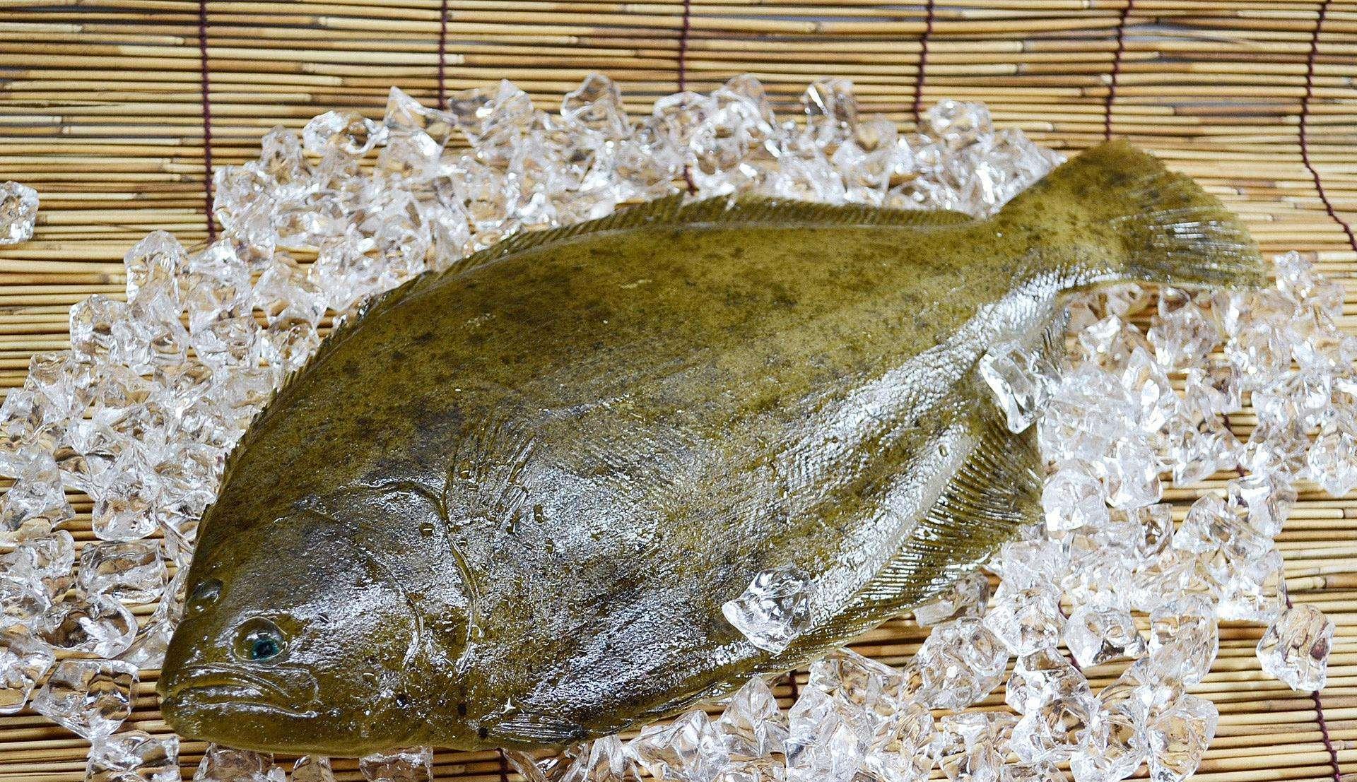 带鱼|海边人喜欢吃的6种鱼，有2种是日本人最爱，排名第一的是午鱼