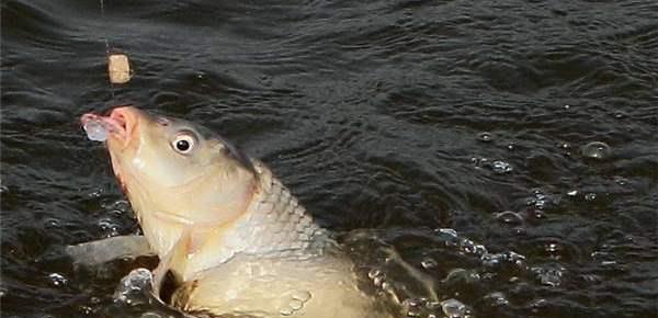 『』刮风天如何钓鱼？记牢几个细节，凤天也能上大鱼