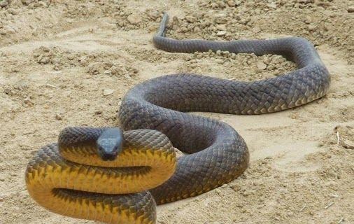 毒蛇|内陆太攀蛇是地球最毒的毒蛇，为什么致死率却是0？