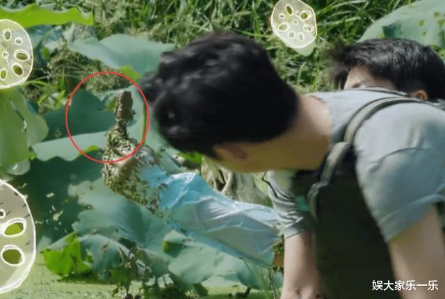 向往的生活|《向往的生活》嘉宾挖藕被吐槽作秀,官博无奈科普,没文化真可怕