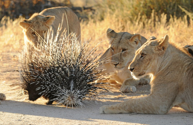 杨利伟|为了避免被吃掉，生物会不会进化得越来越难吃？