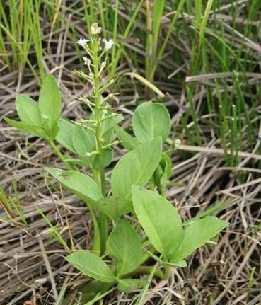 癌细胞:它是治疗失眠“特效药”,池塘边常见,味道好功效强,遇见别错过