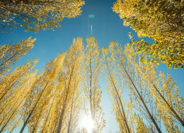 旅行|金秋若有十分美，九分在这里！再过10天，这里将成为中国最梦幻的地方。