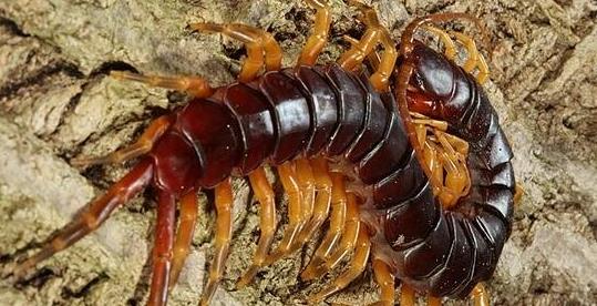 「」世界上最大的蜈蚣,加拉帕格斯巨人蜈蚣(0.6米能捕鸟抓蛇)