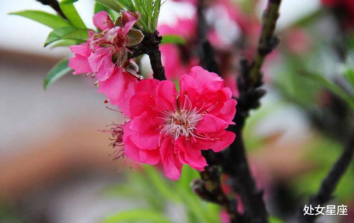 事业运|喜鹊叫，接下来一周，贵人帮扶，财运滚滚来的生肖，日子不愁钱