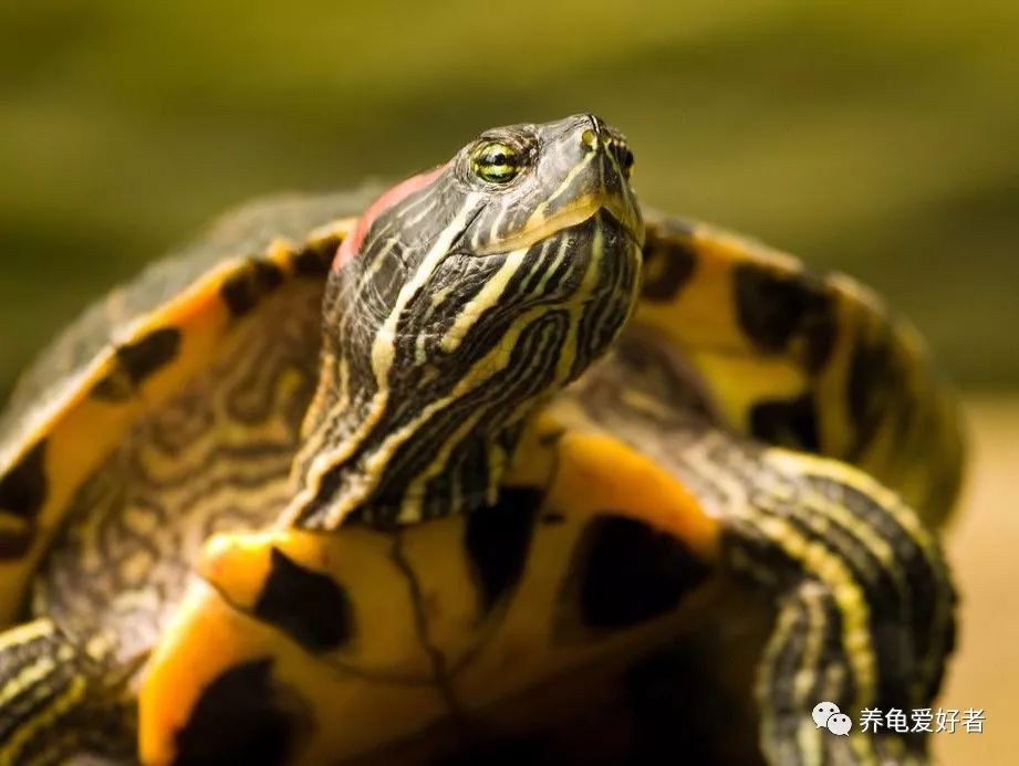 龟圈借口也是笑料百出，变化多端呀！