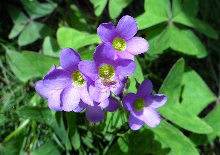 旧爱|8月,4个生肖运势,会顺利雨过天晴,迎来好运气!