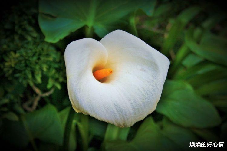 旧爱|下周起，桃花现身，缘分指引，告别孤单，牵手真爱的4大星座