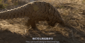 你好吴所畏|又一综艺被骂上热搜，破坏濒危植物惹怒14亿国人，背后的真相太恶心了！