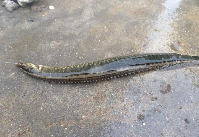 甲鱼|捅了甲鱼窝？浙江钓友连钓5只大甲鱼，什么饵这么好钓？