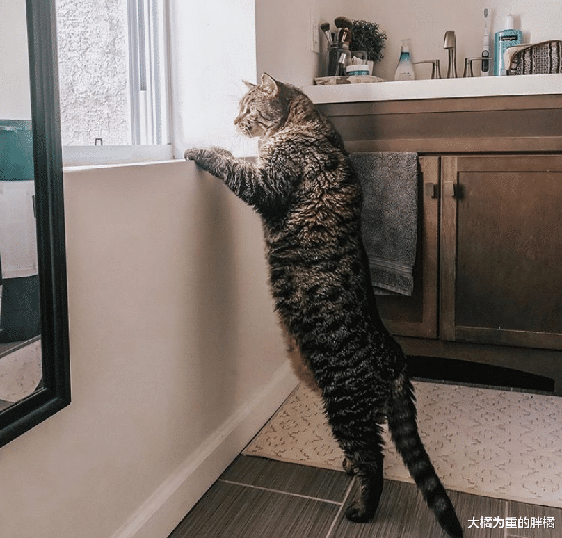 铲屎官|胖猫重达26斤，因不理主人被抛弃，女子给它减肥，一年才减1斤？